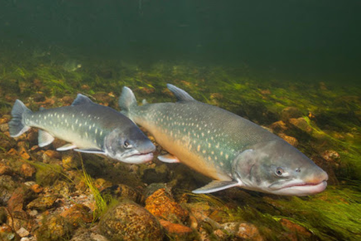 Маточное стадо таймырского гольца рода Salvelinus для промышленной аквакультуры