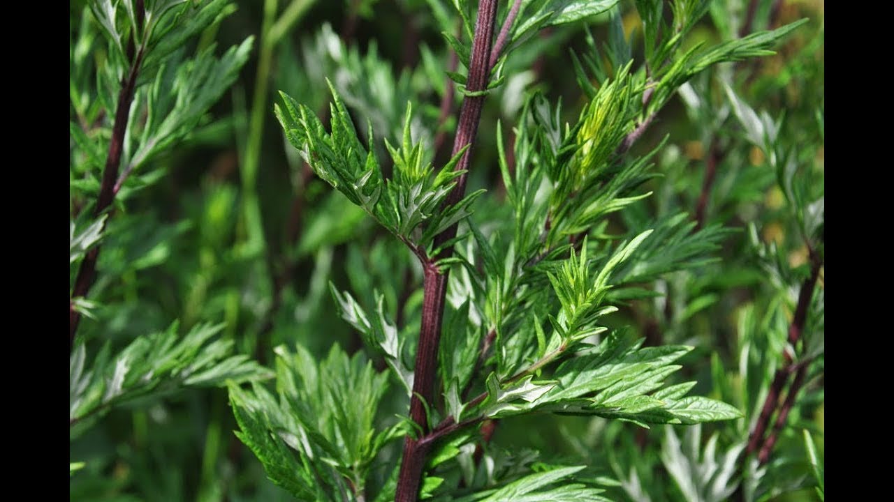 Пищевая добавка из листьев полыни обыкновенной (чернобыльника)