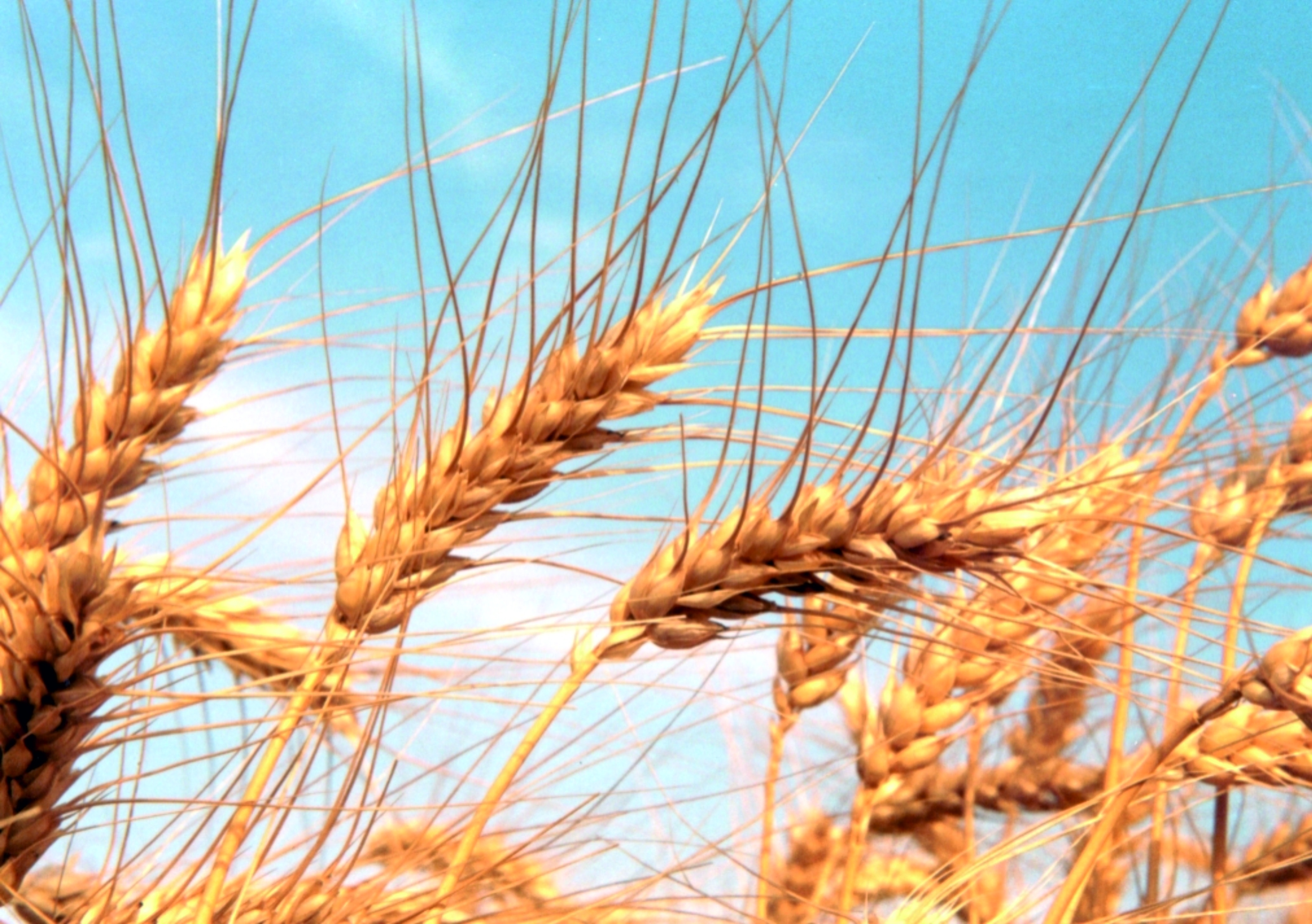 Сорт яровой пшеницы "Талба"