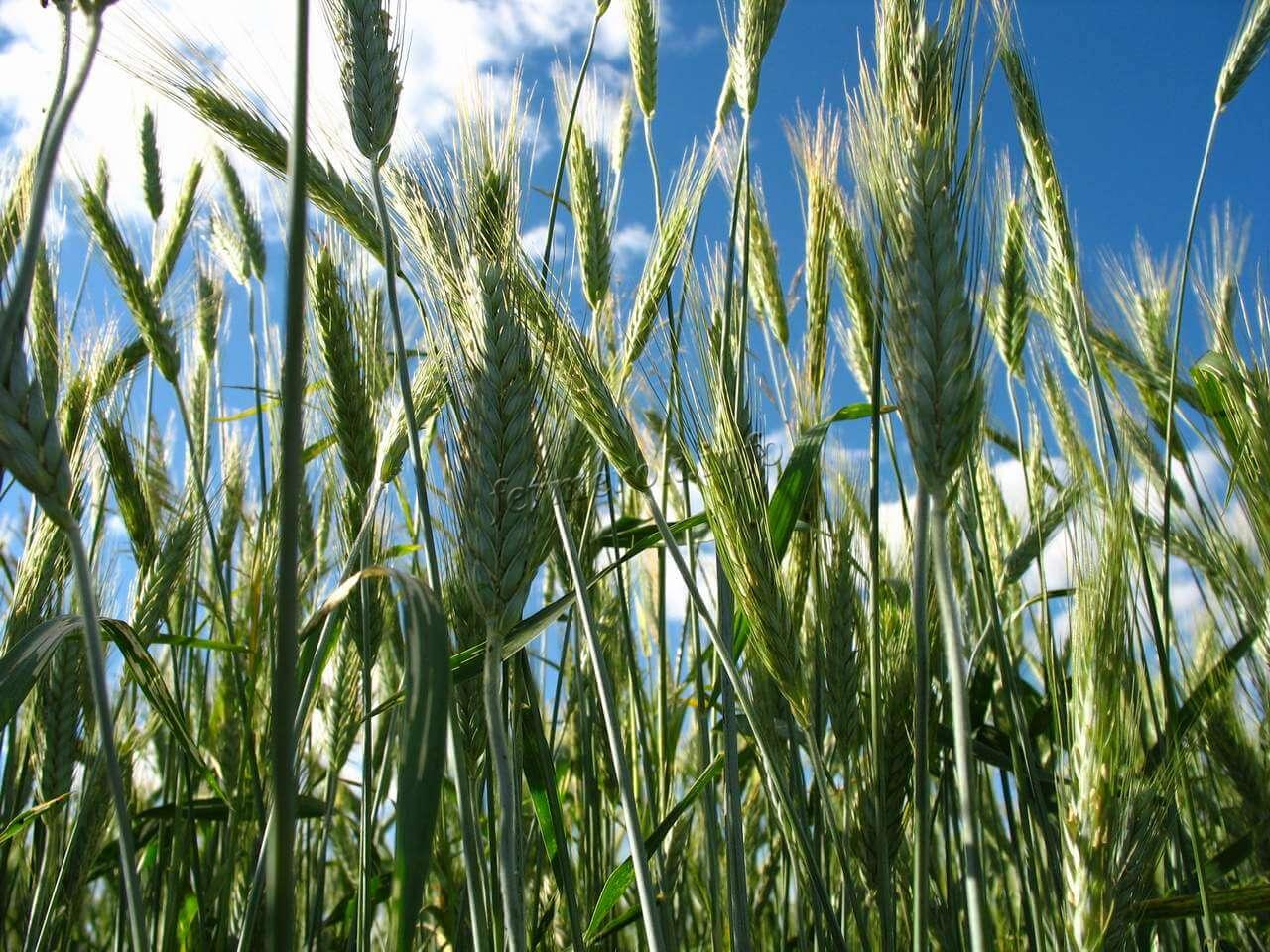 Сорт озимой ржи "Тагна"