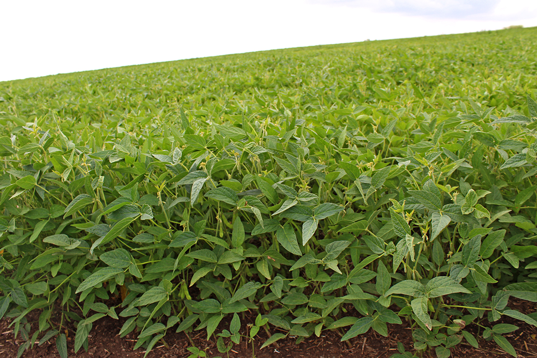 Сорт сои "Унга"