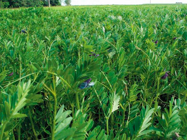 Сорт вики посевной "Ленская 15"