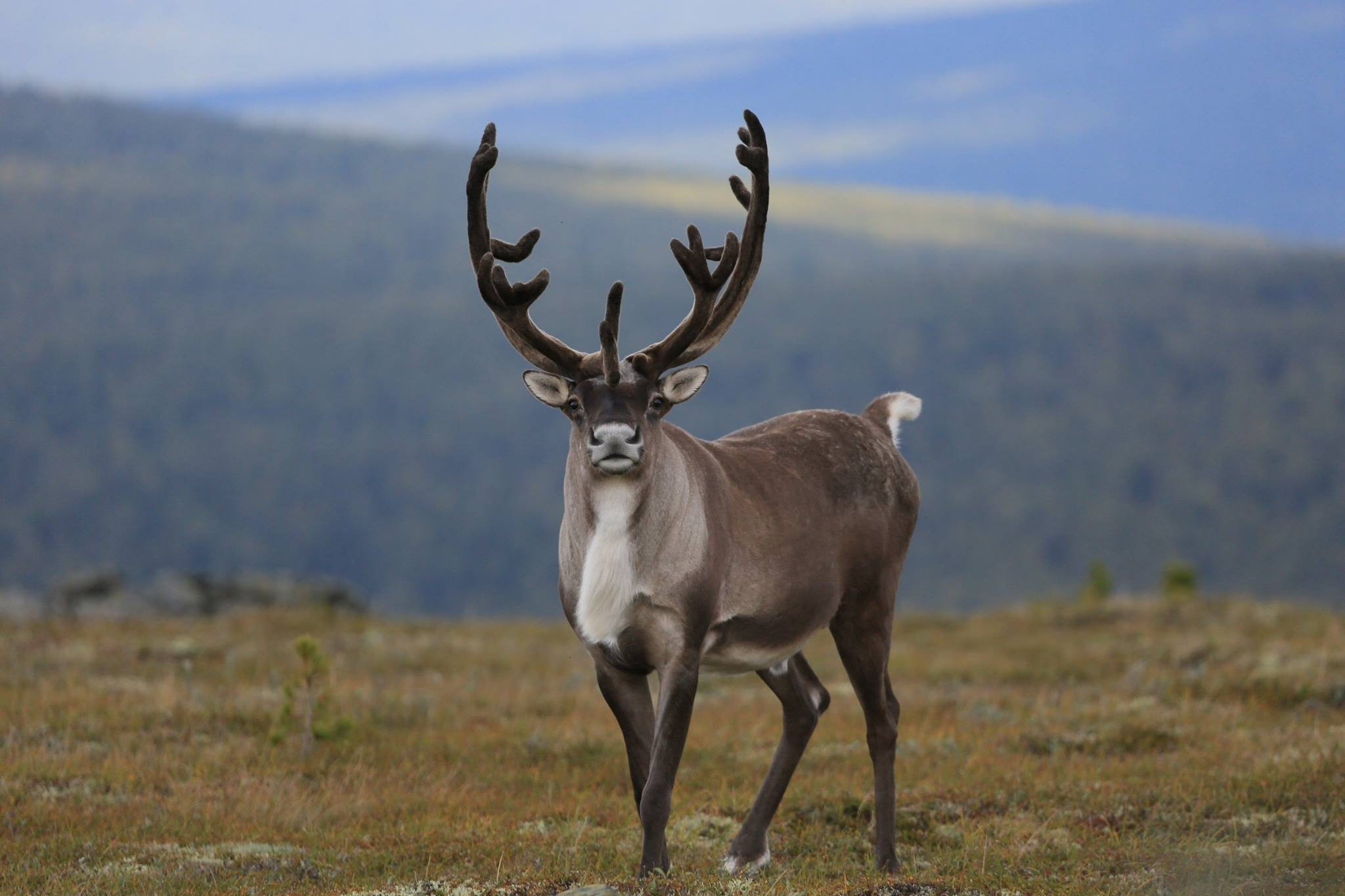 Технология защиты северных оленей от кровососущих двукрылых насекомых и имаго оводов в условиях тундры