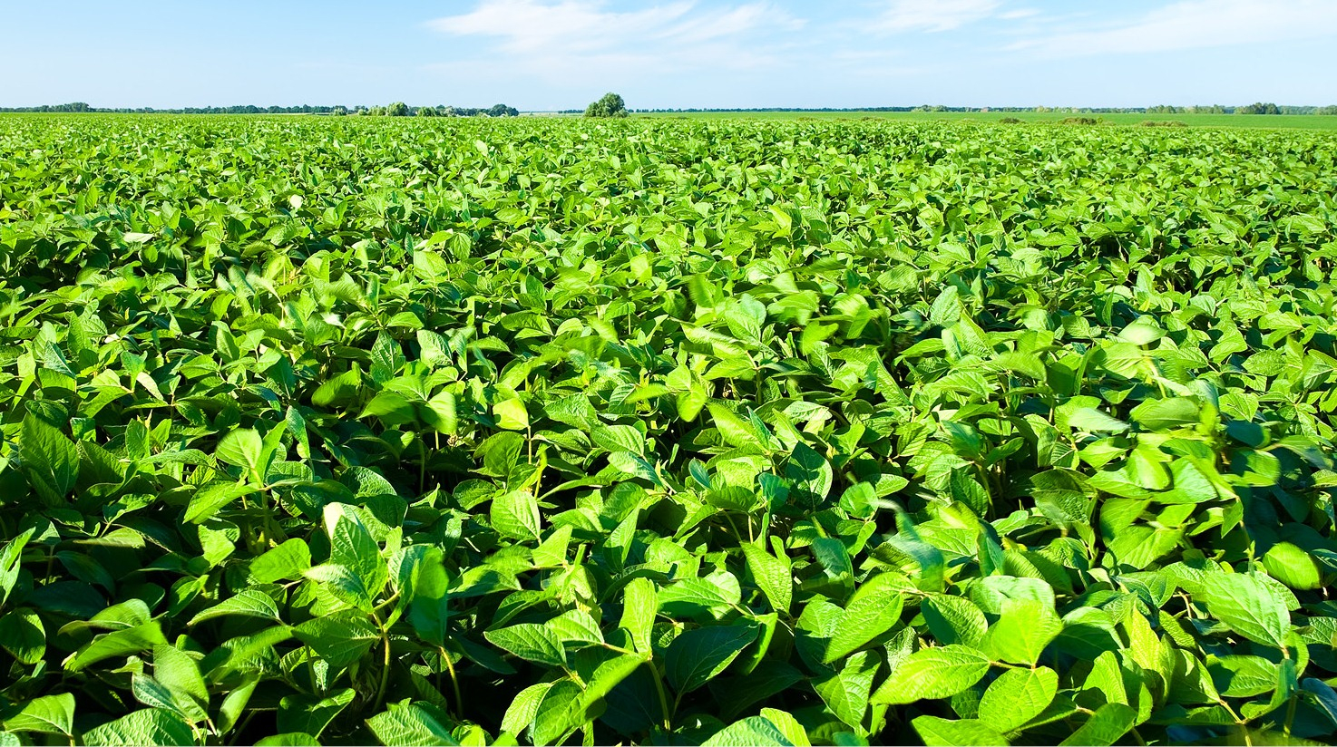 Сорт сои "Баргузин"