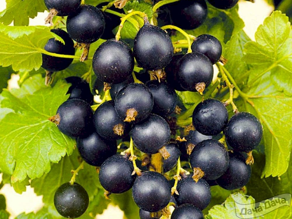 Сорт черной смородины "Памяти Кындыла"
