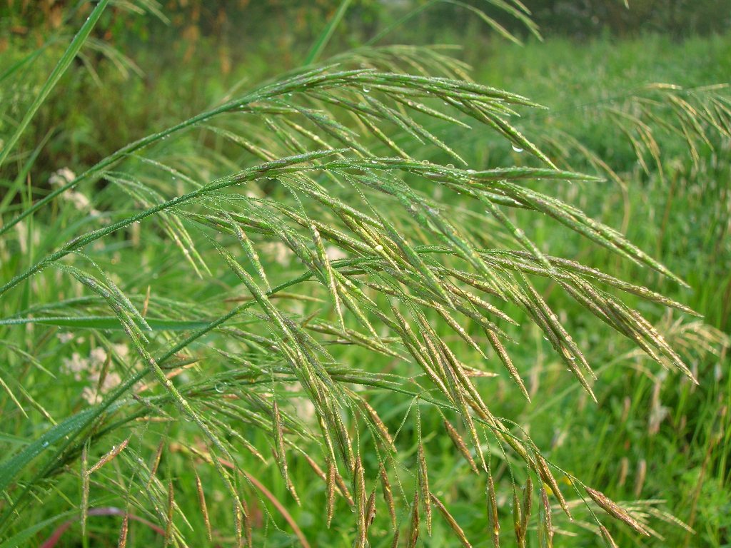 Сорт костреца безостого "Эркээни"