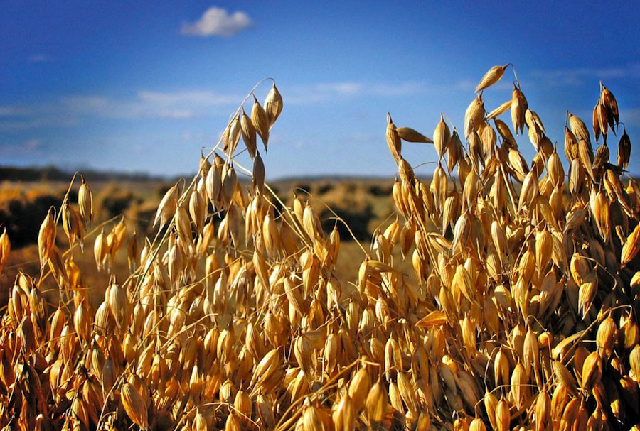 Сорт овса посевного "Виленский"