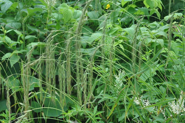 Сорт пырейника сибирского "Мегинский"